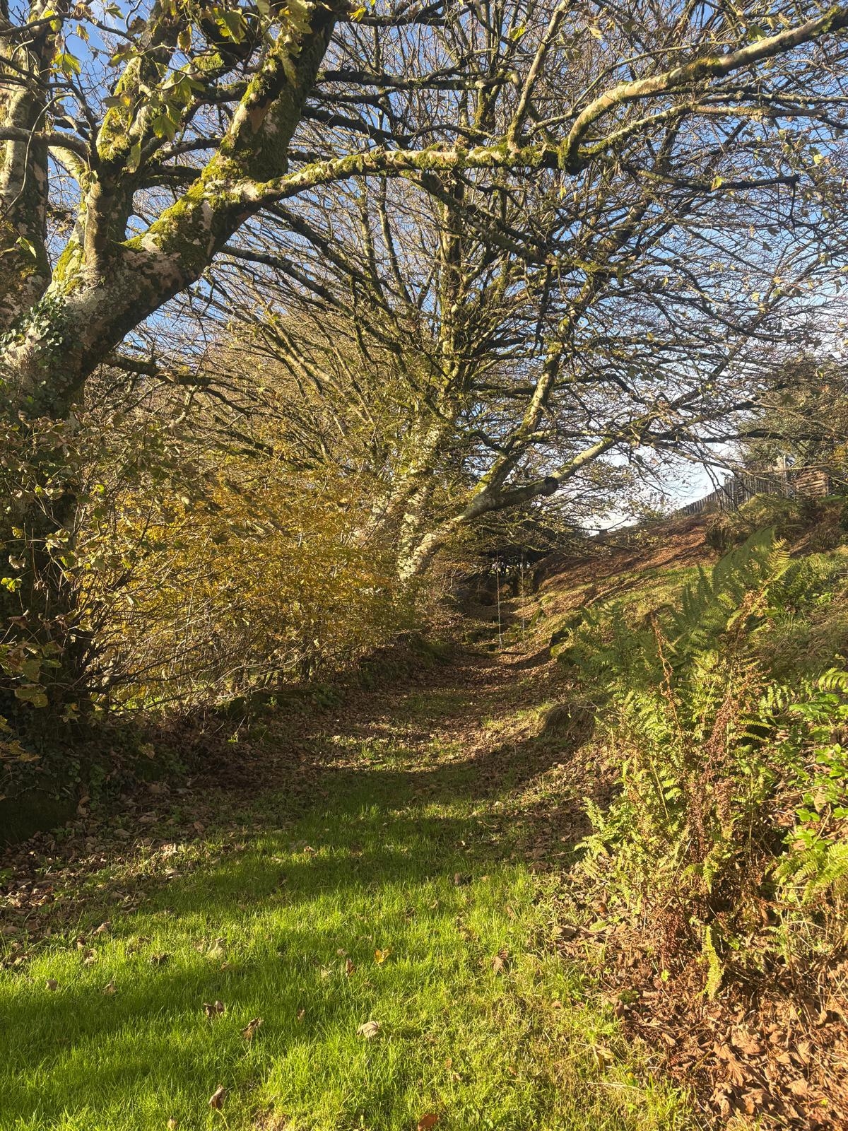 Grace Evans Counselling